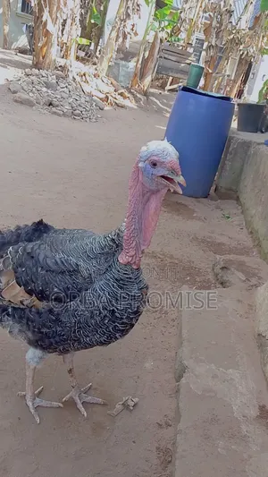 Male/Female Turkeys For Sale