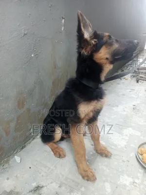 1-3 months Male Purebred German Shepherd