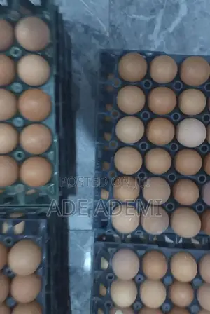 Nutritious Farm Eggs