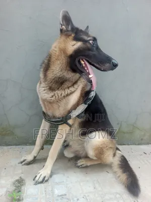 1+ year Male Purebred German Shepherd