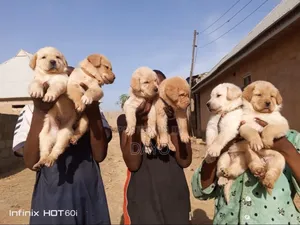 1-3 months Female Purebred Labrador Retriever