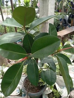 Outdoor and Indoor