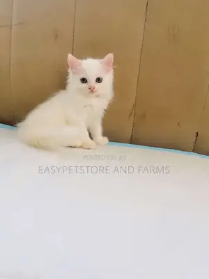 1-3 months Female Purebred Persian