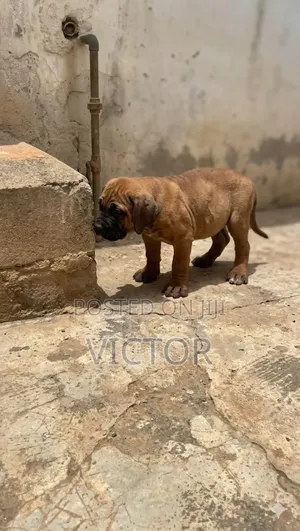3-6 months Male Purebred Bullmastiff
