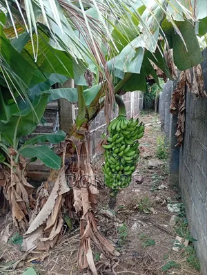 Dwarf Hybrid Banana Suckers