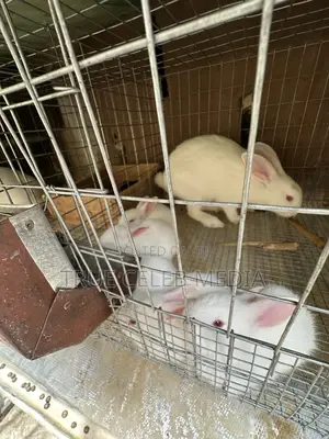 Rabbit Feeds and Rabbits