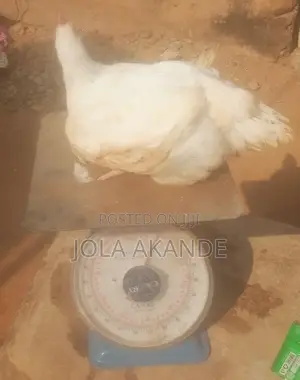 Matured Broiler Birds