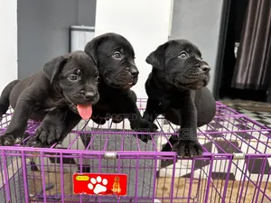 1-3 months Female Purebred Cane Corso
