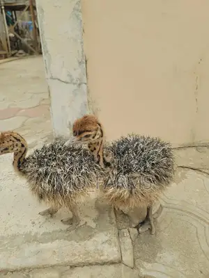 Baby Ostrich