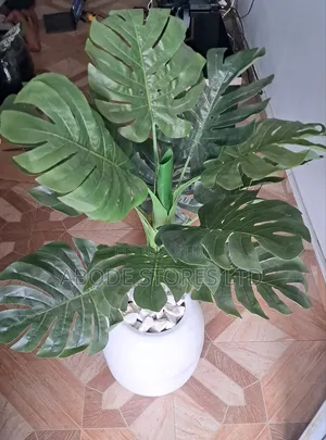 100cm Monstera Decorative Floor Plant