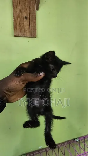 1-3 months Male Purebred Tabby