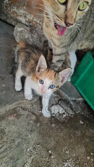 1-3 months Female Purebred American Shorthair