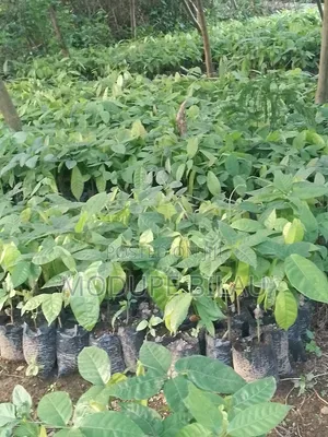 Agriculture