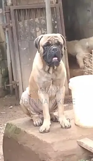 1+ year Male Purebred Bullmastiff