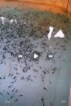 Standard Juveniles, Fingerlings Posts Catfish