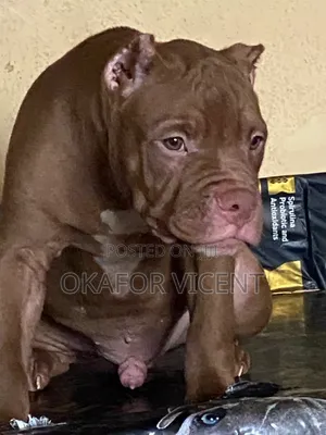 3-6 months Male Purebred American Bully