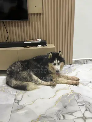 1+ year Male Purebred Siberian Husky