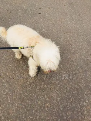 1+ year Female Purebred Lhasa Apso