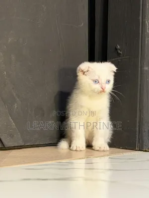 1-3 months Female Purebred Ragdoll