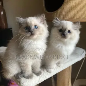 1-3 months Female Purebred Ragdoll