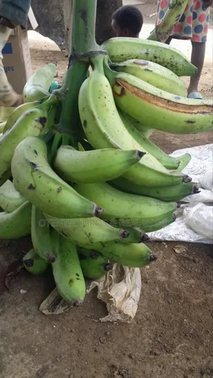 Plantain Suckers