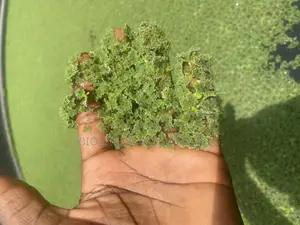 Azolla Aquatic Plant (Livestock Feed)