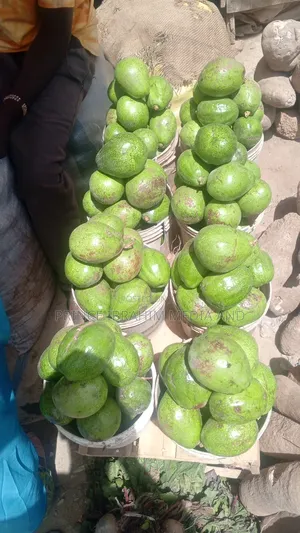 Fresh Avocado