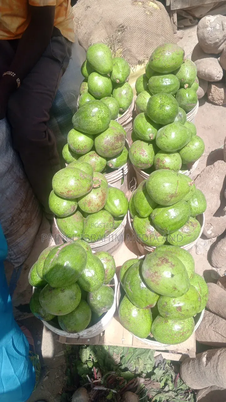 Fresh Avocado