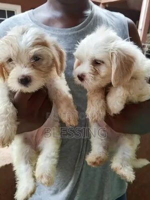1-3 months Female Purebred Lhasa Apso