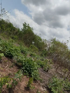 25 Acres of Farmland for Sale, Lakab Bus Stop, Iseyin Ibadan Oyo State