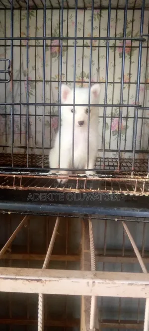 1-3 months Male Purebred American Eskimo