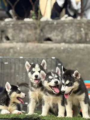 1-3 months Female Purebred Siberian Husky
