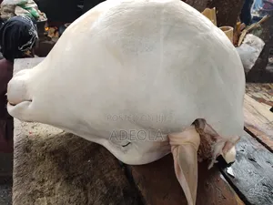 Premium Cow Head
