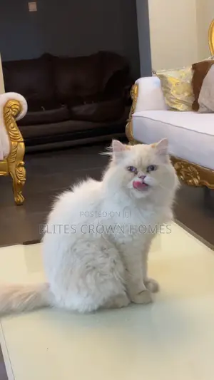 1+ year Male Purebred Persian