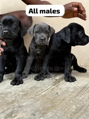 1-3 months Female Purebred Cane Corso