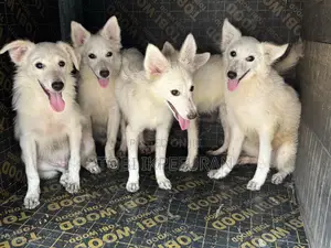 3-6 months Female Purebred American Eskimo