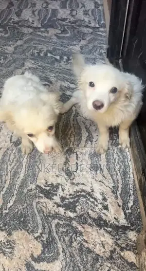 3-6 months Female Purebred American Eskimo