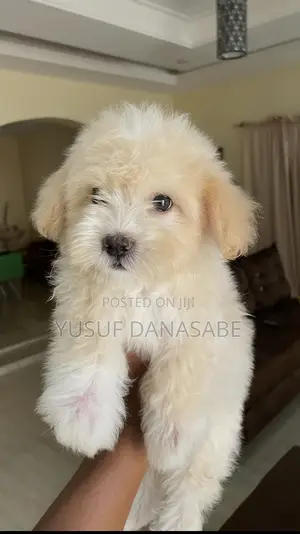 1-3 months Female Purebred Lhasa Apso