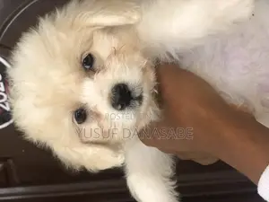 1-3 months Male Purebred Lhasa Apso