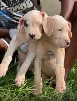 1-3 months Female Purebred Dogo Argentino