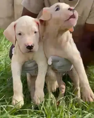 1-3 months Male Purebred Dogo Argentino