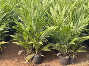 Tenera Oil Palm Seedlings