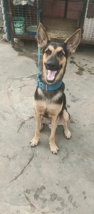 1+ year Male Purebred German Shepherd