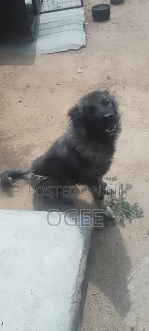 1+ year Female Purebred Caucasian Shepherd