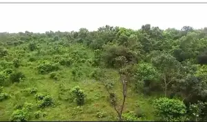 102 Acres of Vrigin Farmland- Alaba -Ogun State