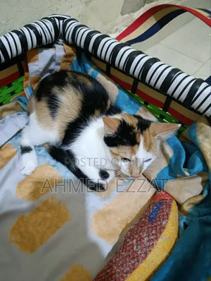 3-6 months Female Mixed Breed American Wirehair