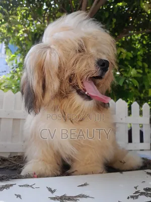 3-6 months Male Mixed Breed Shih Tzu