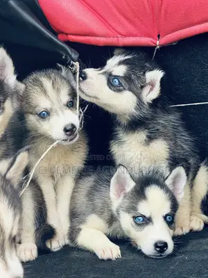 1-3 months Female Purebred Siberian Husky