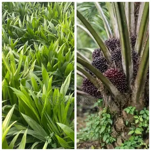 Hybrid Tenera Palm Seedlings