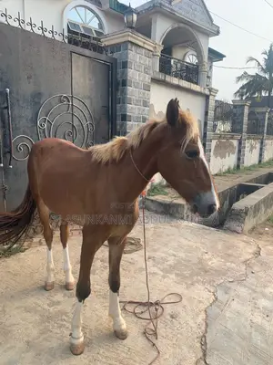Male Stallion Horse